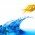 bigstock_Gold_Fish_4743668